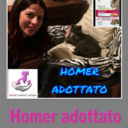 pets weet home perugia
