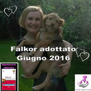 pets weet home perugia