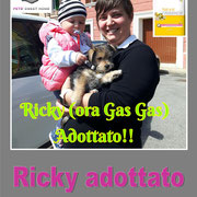pets weet home perugia