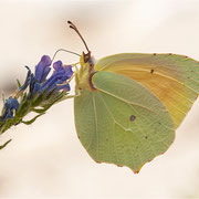 Mittelmeer-Zitronenfalter (Gonepteryx cleopatra), Männchen