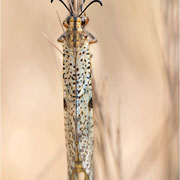 Libellenähnliche Ameisenjungfer (Palpares libelluloides)