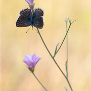 Himmelblauer Bläuling (Polyommatus bellargus), Weibchen