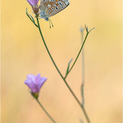 Himmelblauer Bläuling (Polyommatus bellargus), Weibchen