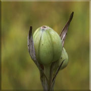 Knospe