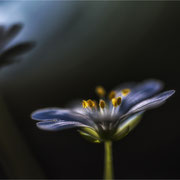 Photo: R Avard