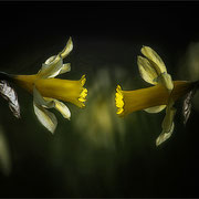 Photo:R Avard