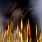 Photo: R Avard