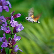 Photo: O Soleillant
