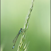 Photo: A Tomasi