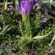 Flower of Dwarf Thistle or Stemless Thistle (Cirsium acaule)
