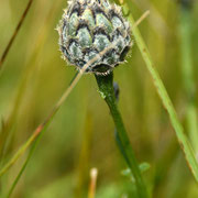 Greater knapweed flower head