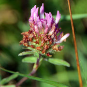Red clover - trifolium pratense