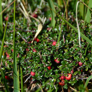 Red clover - trifolium pratense