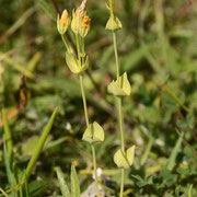 Yellow-wort (Blackstonia perfoliata)