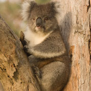 Koala, Australien
