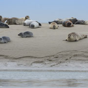phoques baie de somme