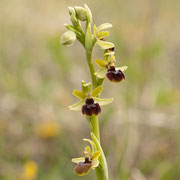 Ophrys araneola / Spinnenragwurz