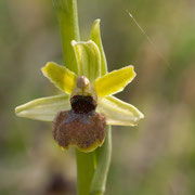 Ophrys araneola / Spinnenragwurz
