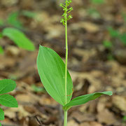 Listera ovata / Großes Zweiblatt