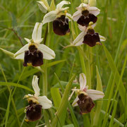 Ophrys holoserica / Hummel-Ragwurz