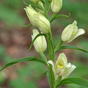 Cephalanthera damasonium / Weißes Waldvögellein