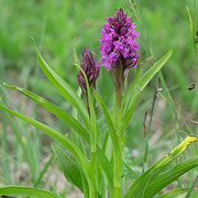 Dactylorhiza praetermissa / Übersehenes Knabenkraut