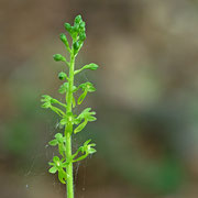 Listera ovata / Großes Zweiblatt