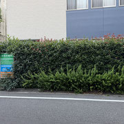 剪定前
