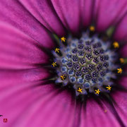 Blüte unter der Lupe | Flower close-up