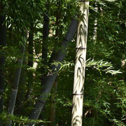Bambuswald nahe des Kunozan Toshogu Schrein in Shizuoka | Bamboo forest near Kunozan Toshogu Shrine, Shizuoka, Japan