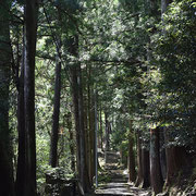 Wald bei Kinosaki Onsen