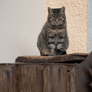 Katze in Gruyères | Cat at Gruyères
