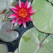 Seerose | Water lily