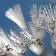 Löwenzahn | Dandelion close-up