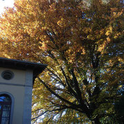 Herbstbaum bei der Villa Schönberg in Zürich | Autumn tree next to Villa Schönberg in Zurich