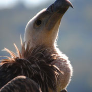 Geier | Vulture