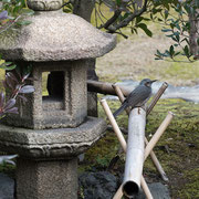 Kleiner Brunnen im Kokoen Garten | Small fountain in the Kokoen Garden, Himeji, Japan
