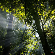 Lichtstrahlen im Wald | Light rays in a forest