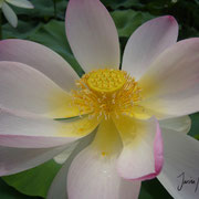 Lotusblüte | Lotus flower