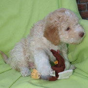 Alessio (Milow)