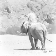 elephant namibia african wildlife safari photography dennis wehrmann www.awsomewild.de