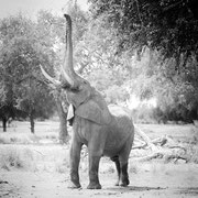 elephant zambia african wildlife safari photography dennis wehrmann www.awsomewild.de