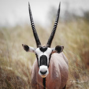 oryx | kgalagadi transfrontier park | botswana 2018
