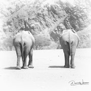 elephant namibia african wildlife safari photography dennis wehrmann www.awsomewild.de