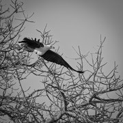 fish eagle | kapama game reserve | south africa 2016