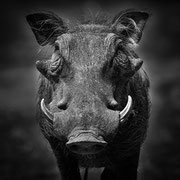 warthog zambia african wildlife safari photography dennis wehrmann www.awsomewild.de