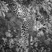 leopard | chobe national park | botswana 2014