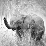 elephant south africa african wildlife safari photography dennis wehrmann www.awsomewild.de