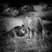 lion south africa african wildlife safari photography dennis wehrmann www.awsomewild.de