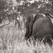 elephant | okavango delta | botswana 2014